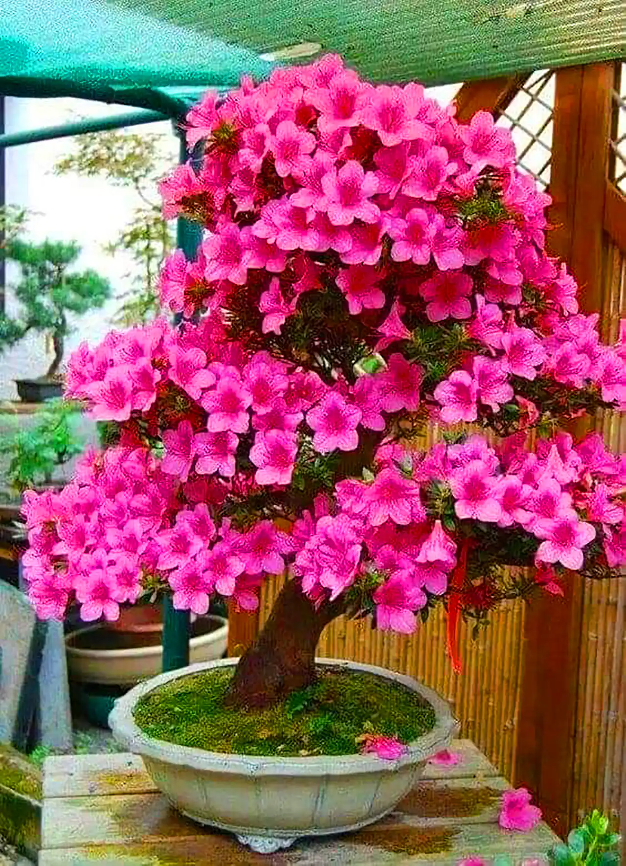 گلدان بنسای آزالیا
