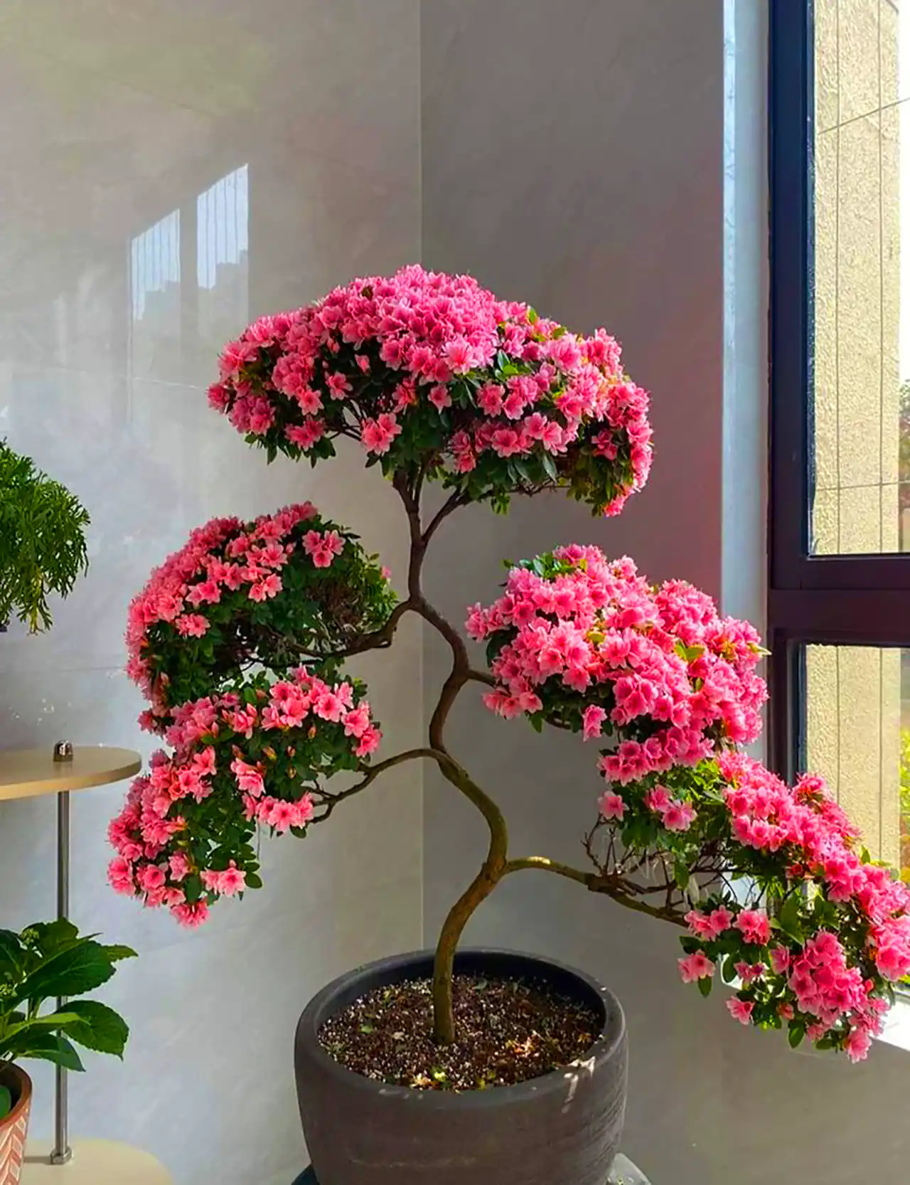 گلدان بنسای آزالیا
