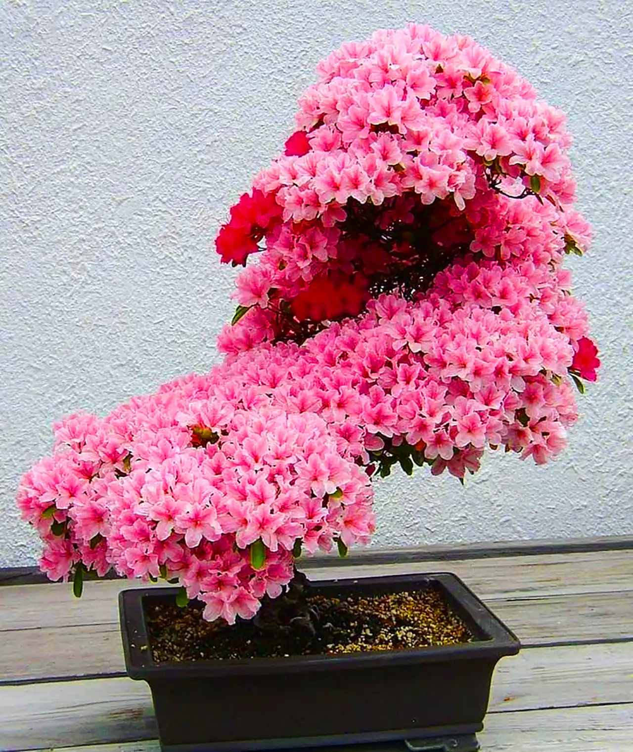 گلدان بنسای آزالیا