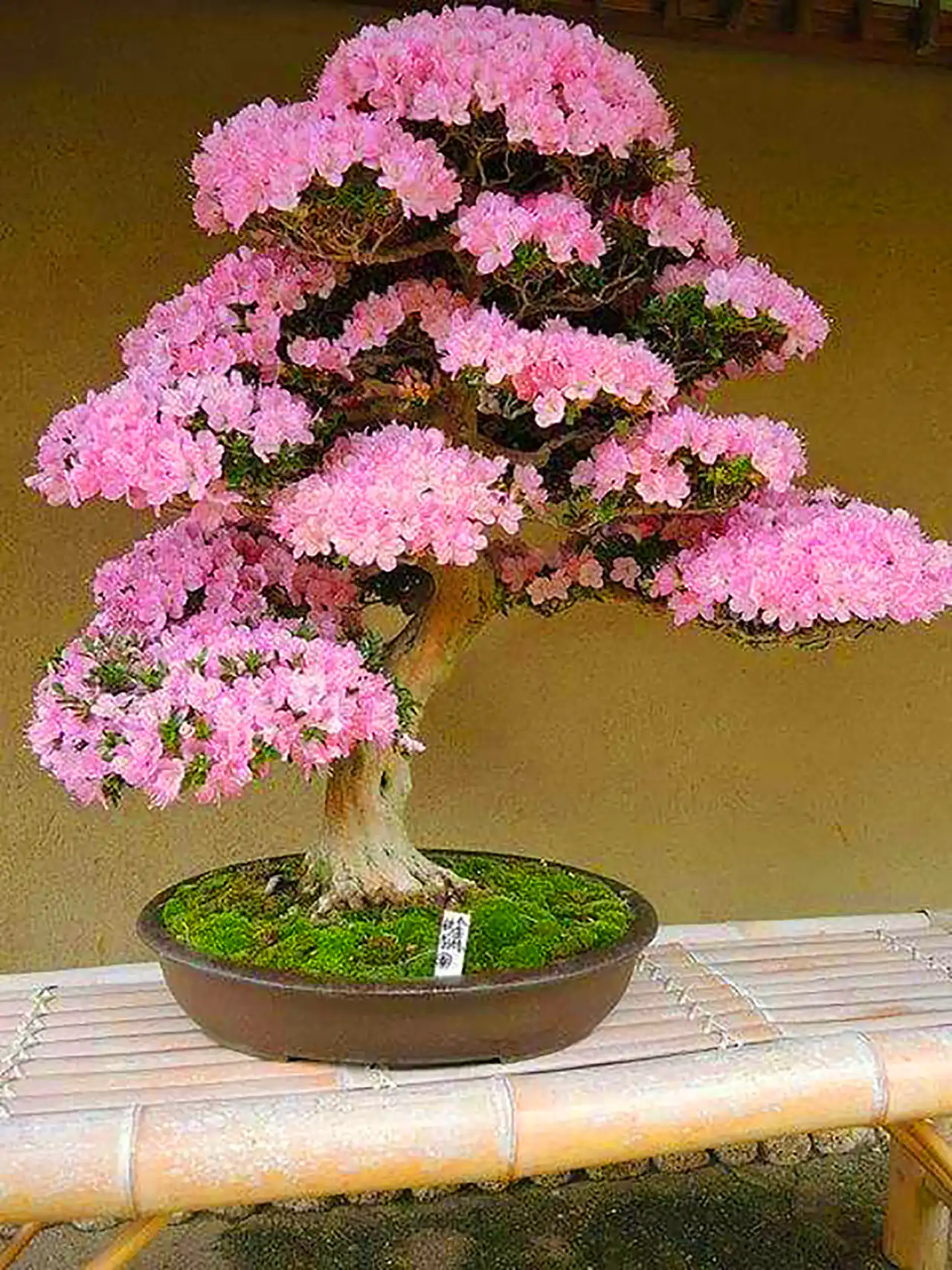گلدان بنسای آزالیا