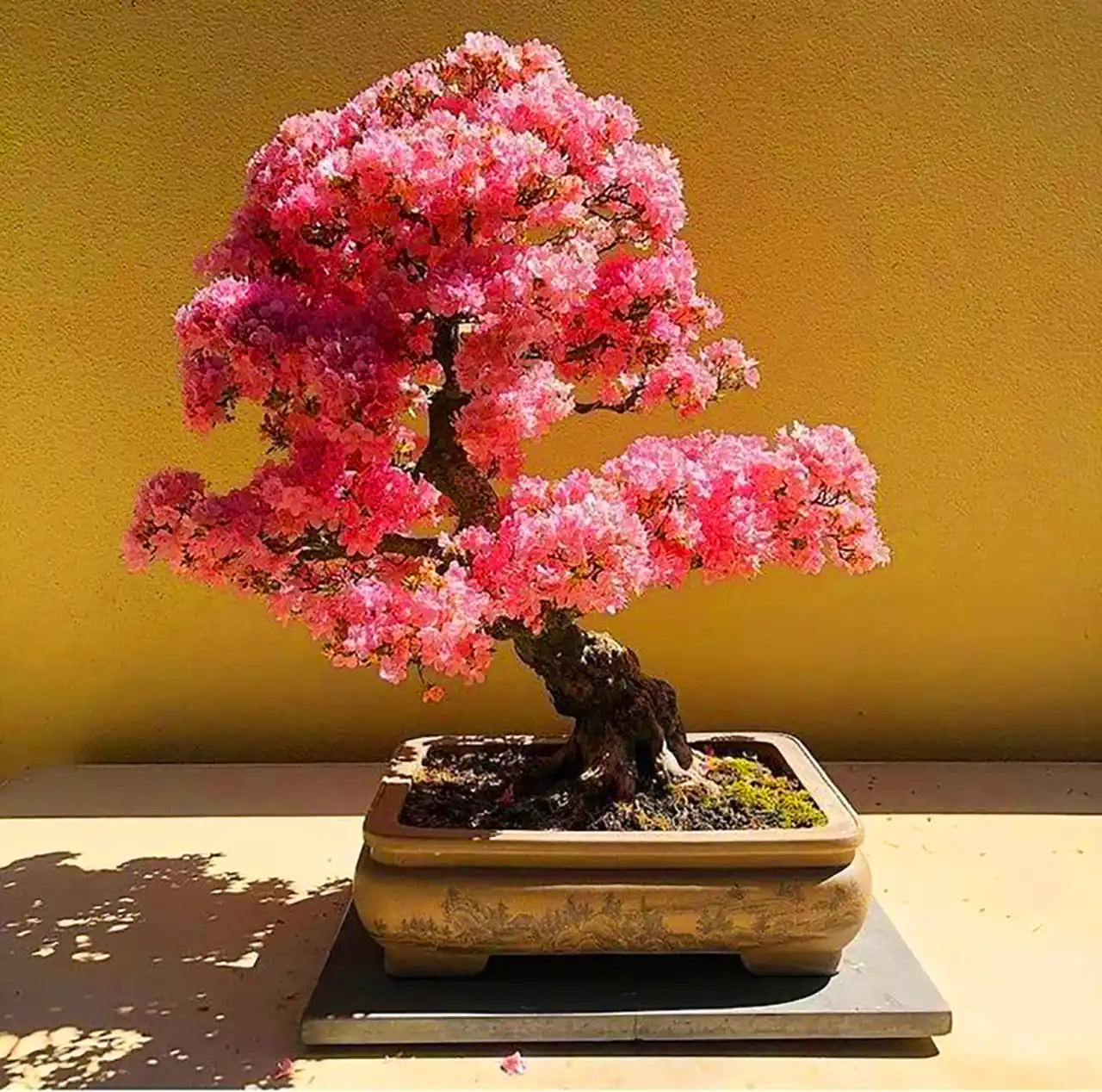 گلدان بنسای آزالیا