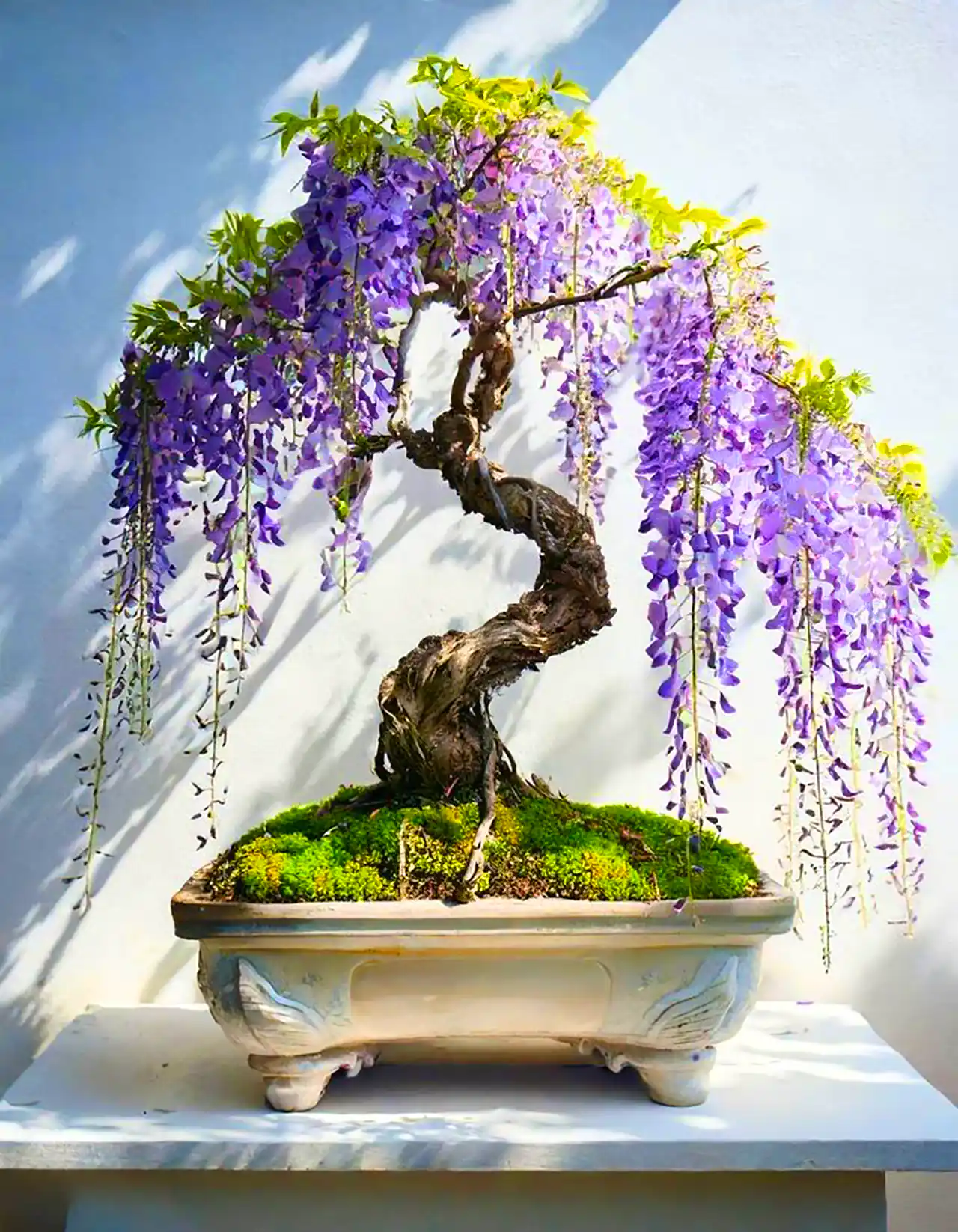 گلدان بنسای ویستریا