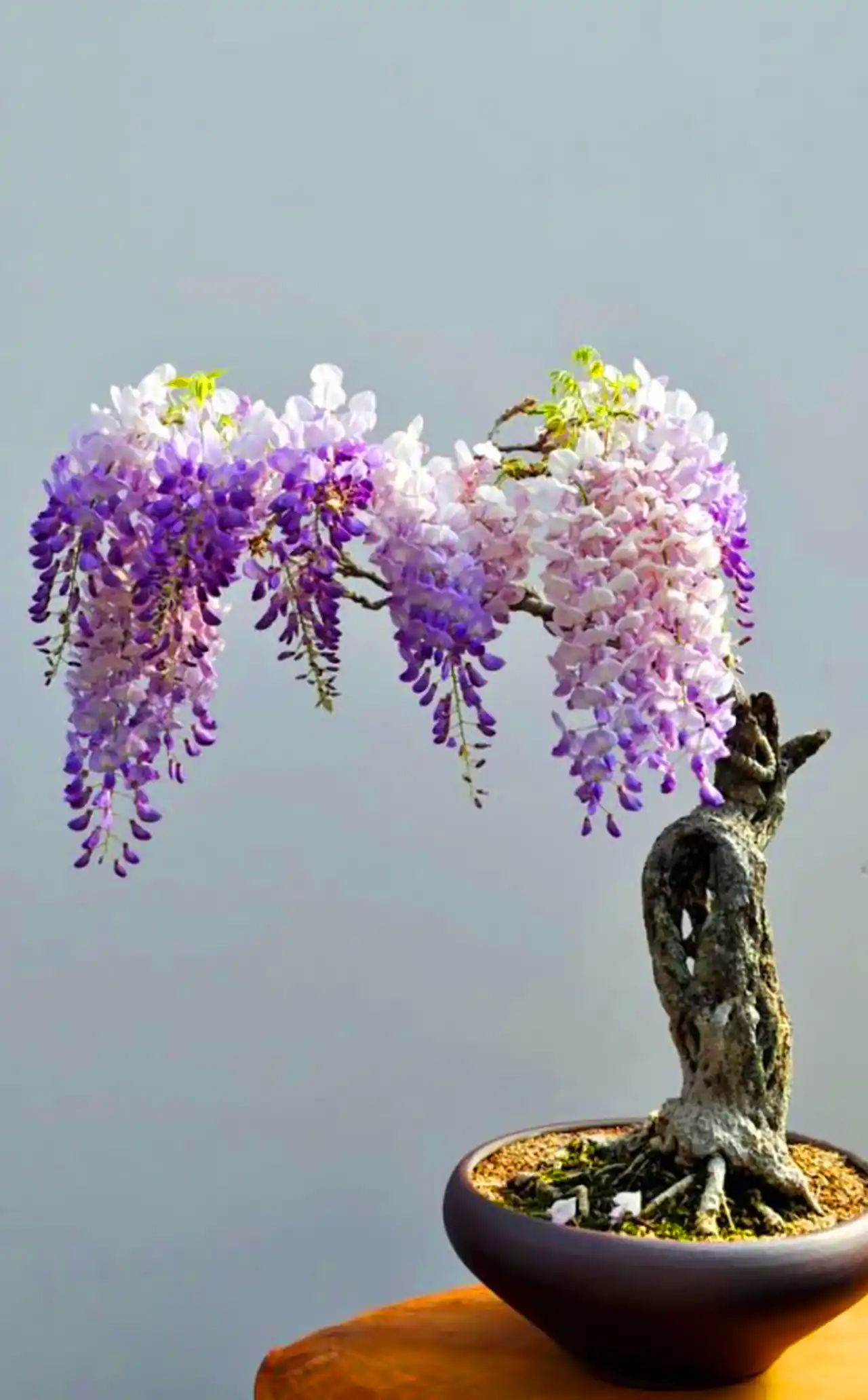 گلدان بنسای ویستریا