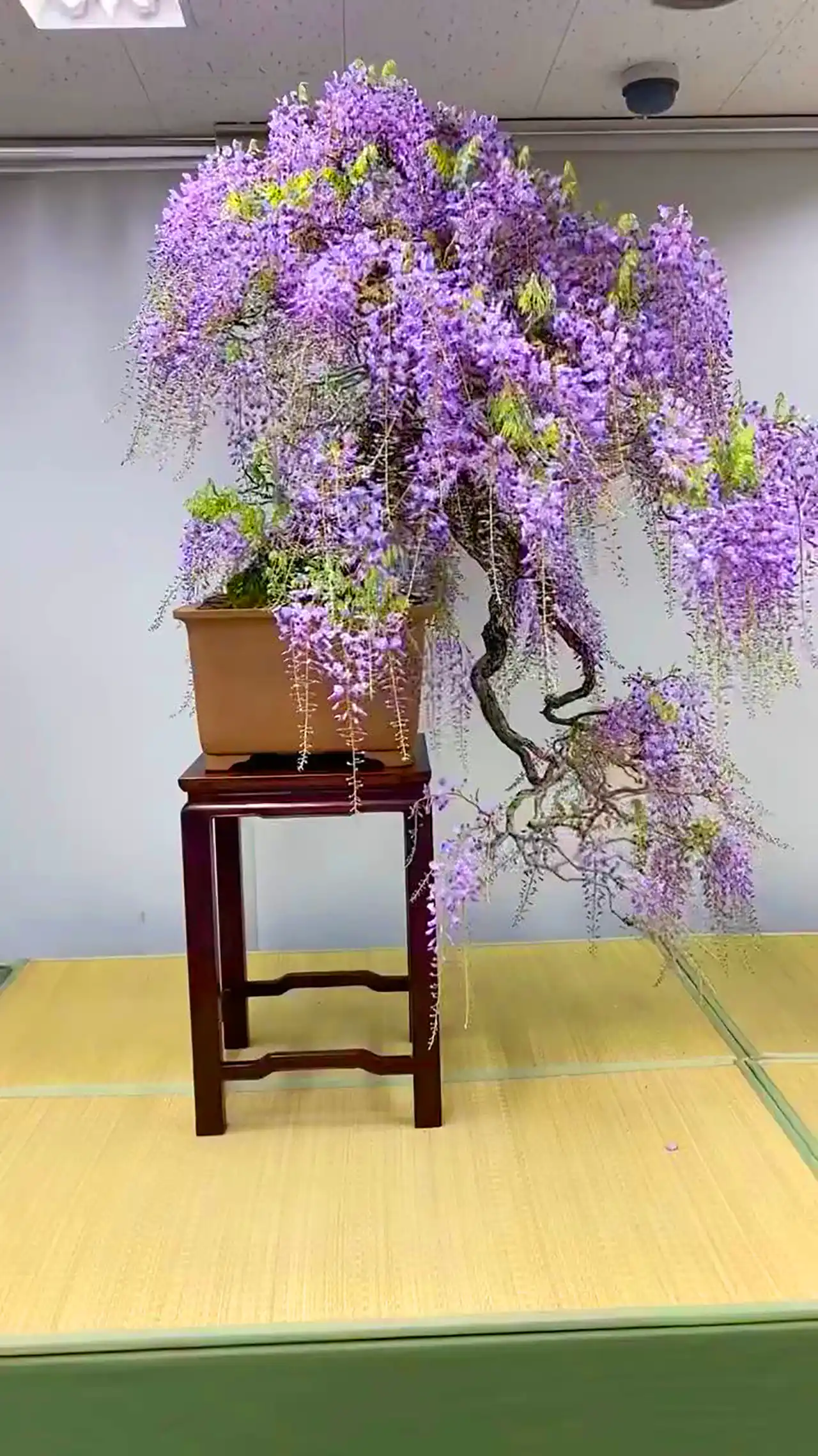 گلدان بنسای ویستریا