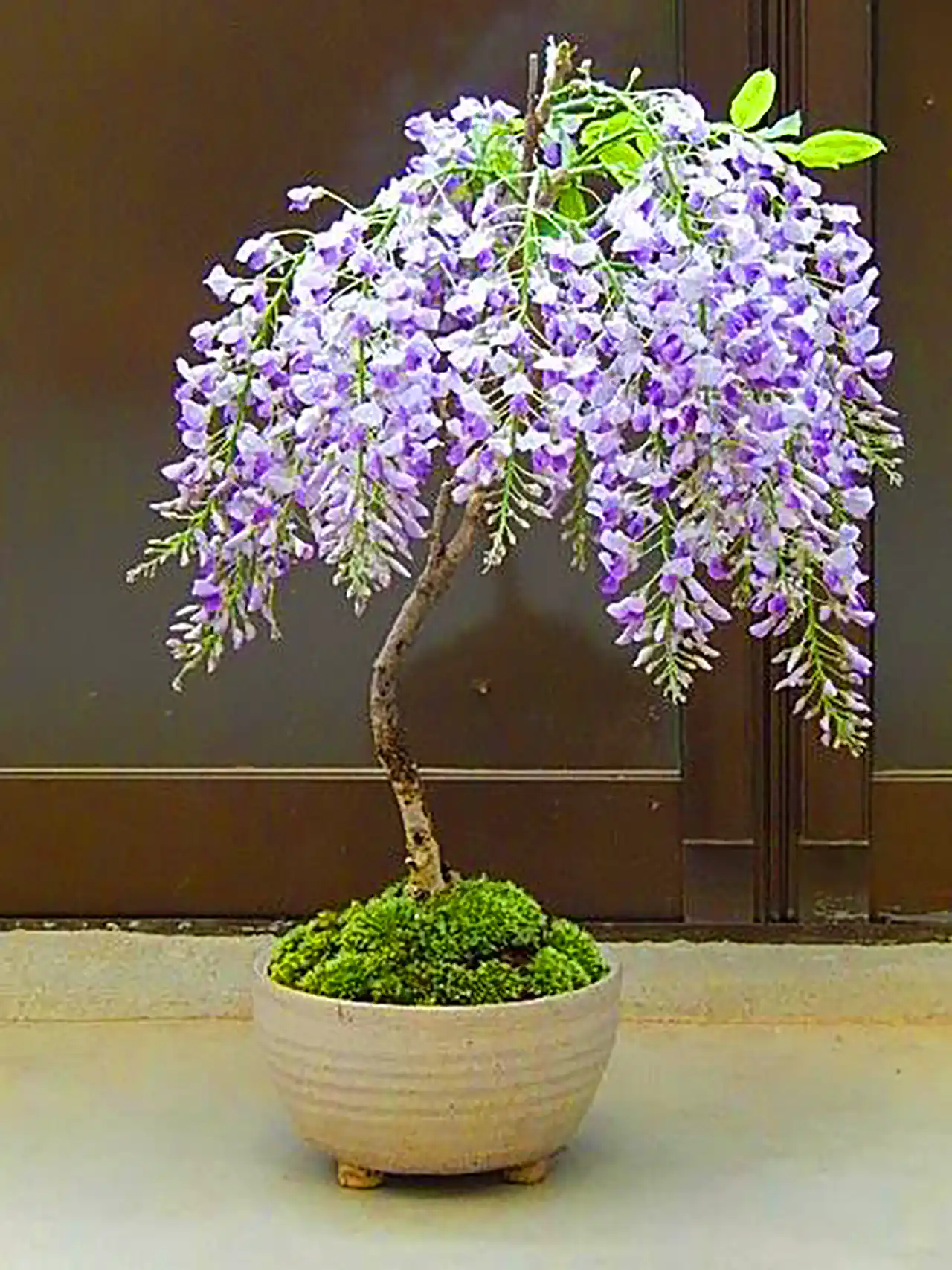 گلدان بنسای ویستریا