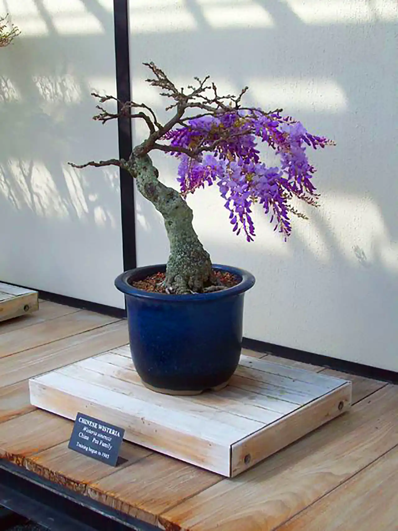 گلدان بنسای ویستریا