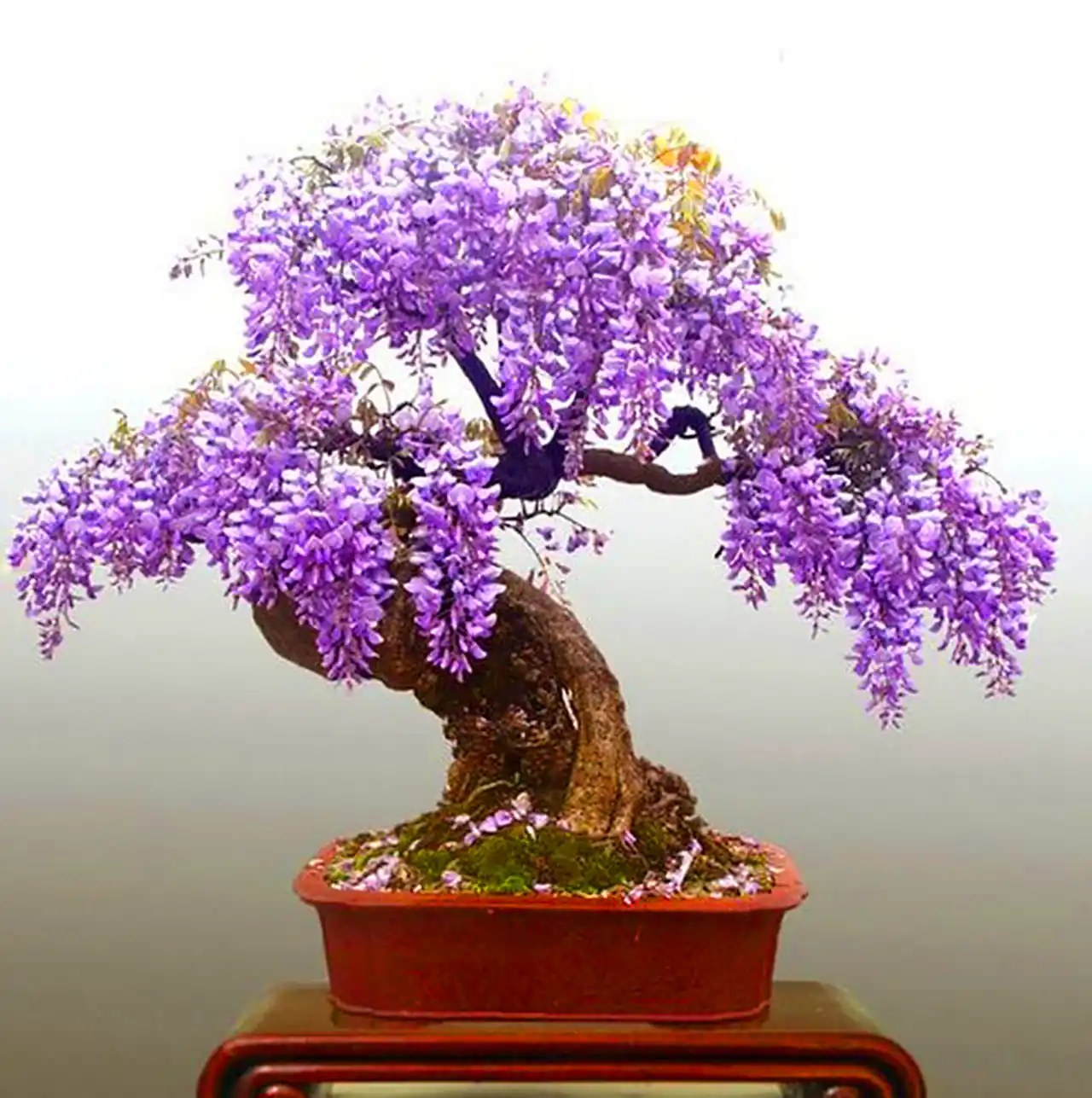 گلدان بنسای ویستریا