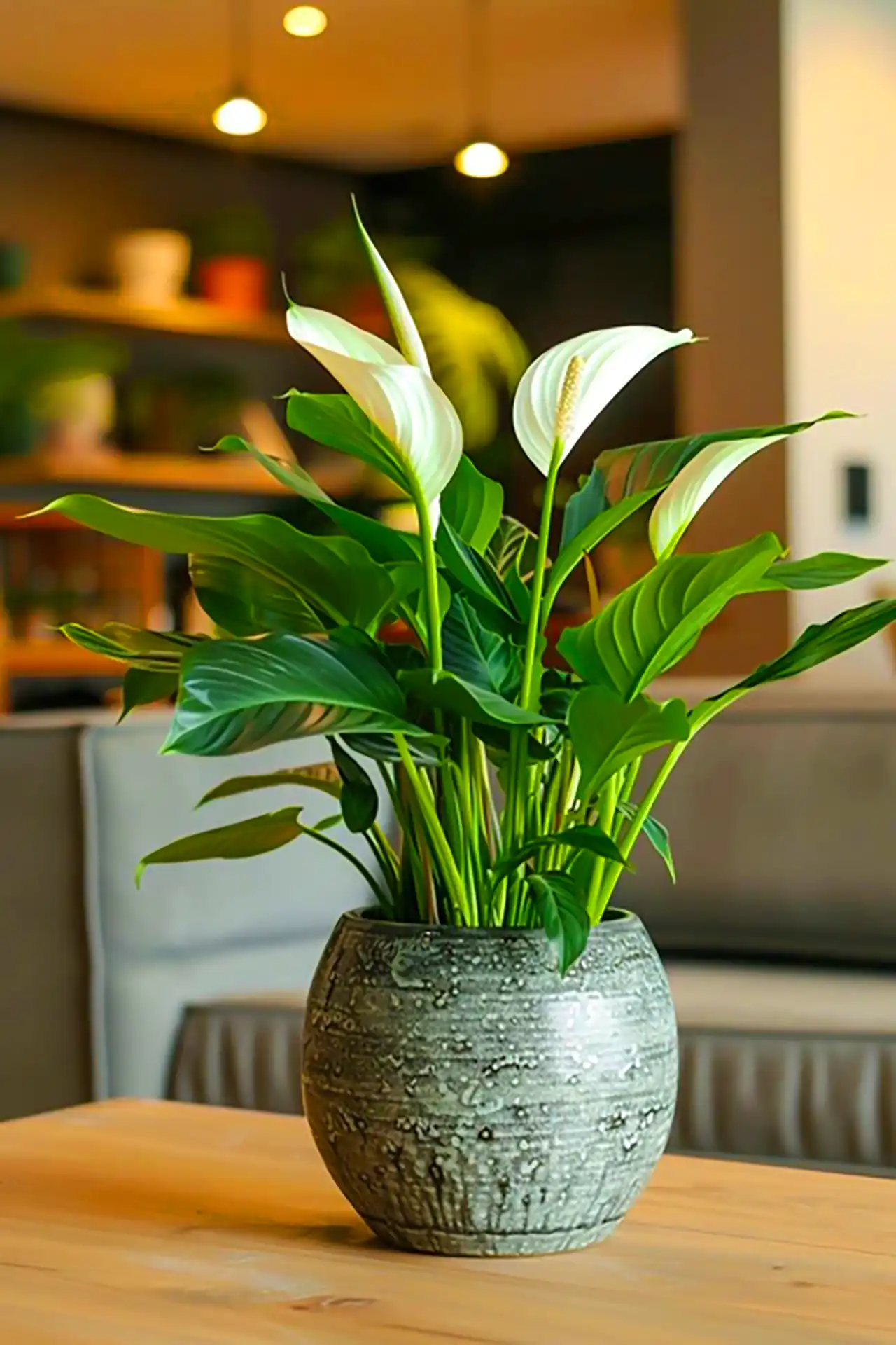 گیاه آپارتمانی طبیعی