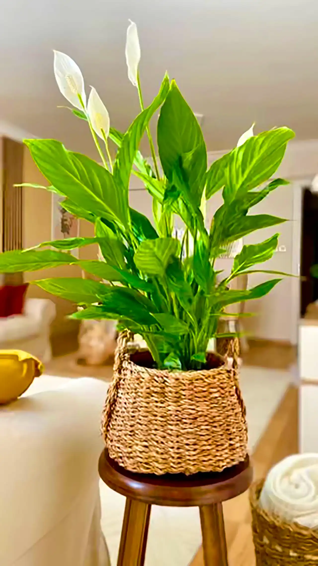 گیاه آپارتمانی طبیعی